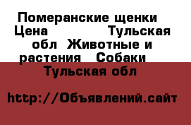 Померанские щенки › Цена ­ 13 000 - Тульская обл. Животные и растения » Собаки   . Тульская обл.